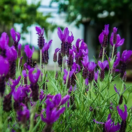 Casa Da Noquinhas ファームステイ *