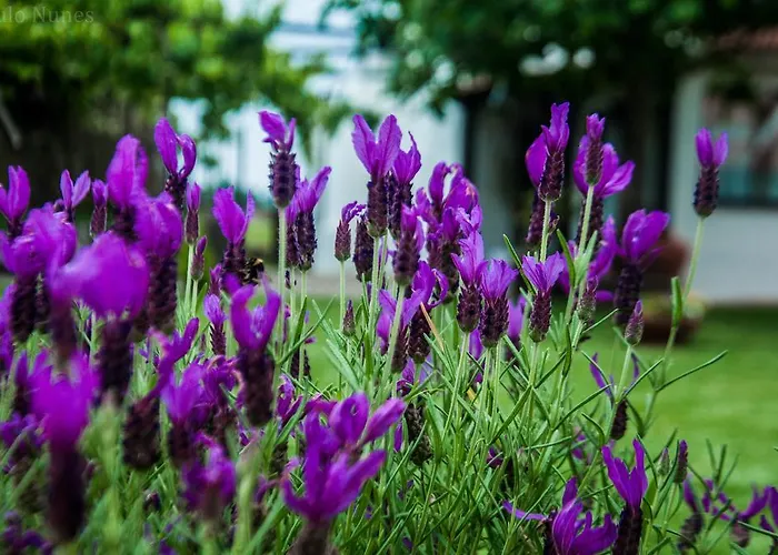 Casa Da Noquinhas Gospodarstwo agroturystyczne *